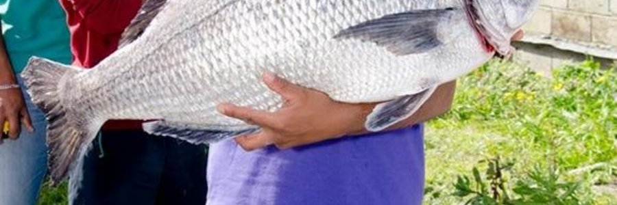 Gansbaai Damme se Mosselkraker Abdul Malick Omar_1